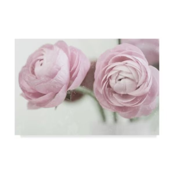Tom Quartermaine '2 Pink Ranunculus' Canvas Art, 30x47, Trademark Fine Art, Mfr#: ALI42342-C3047GG